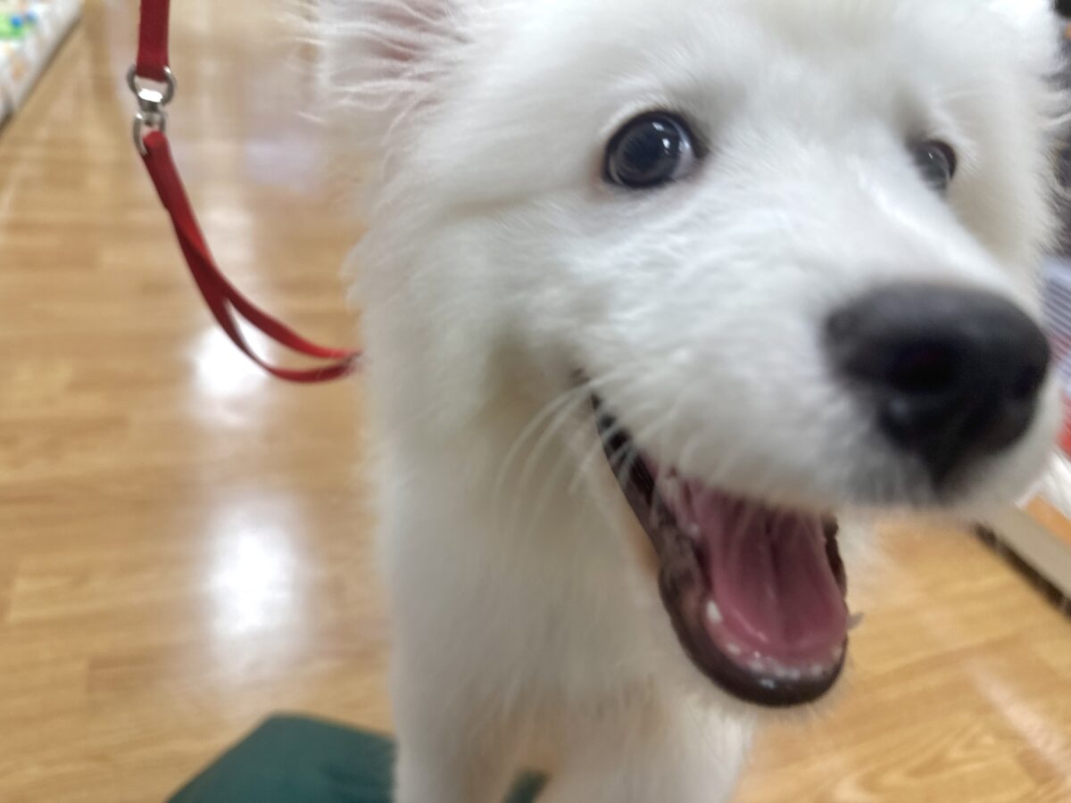 サモエド
