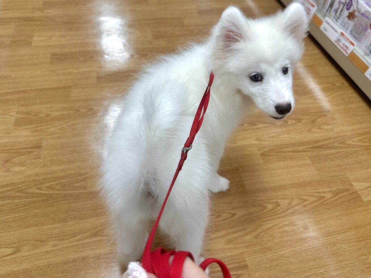 サモエド