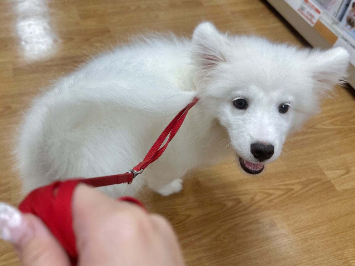サモエド