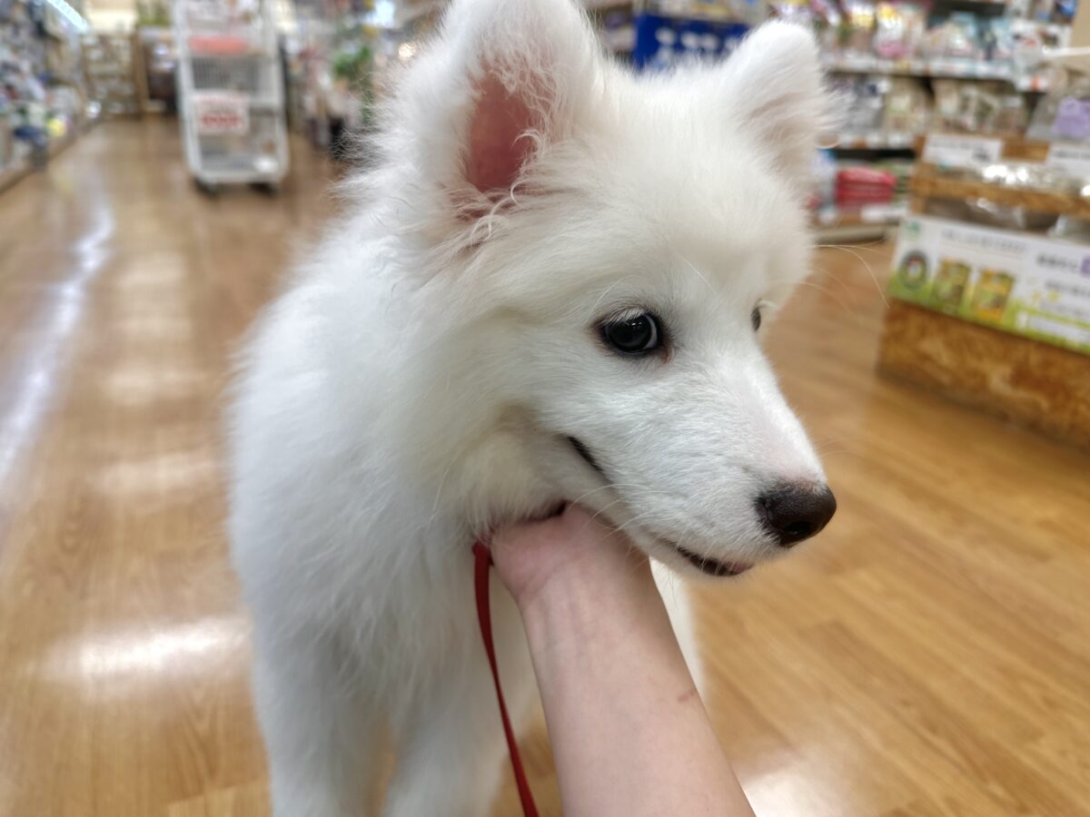 サモエド
