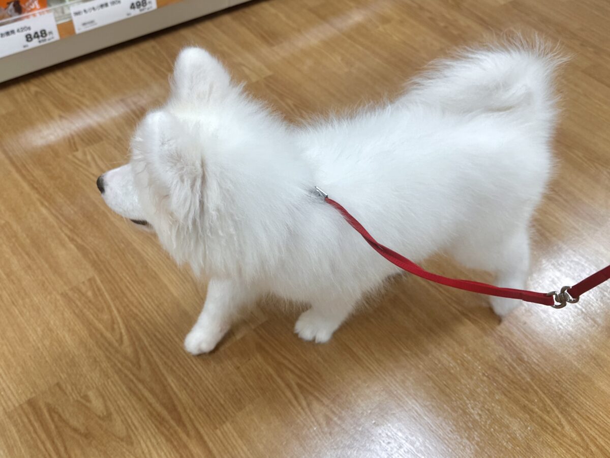 サモエド