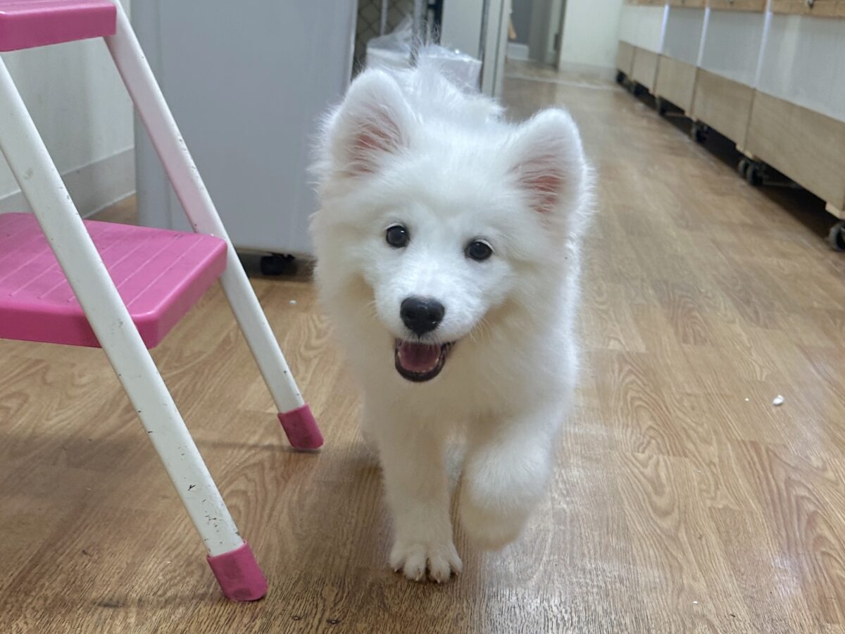 サモエド