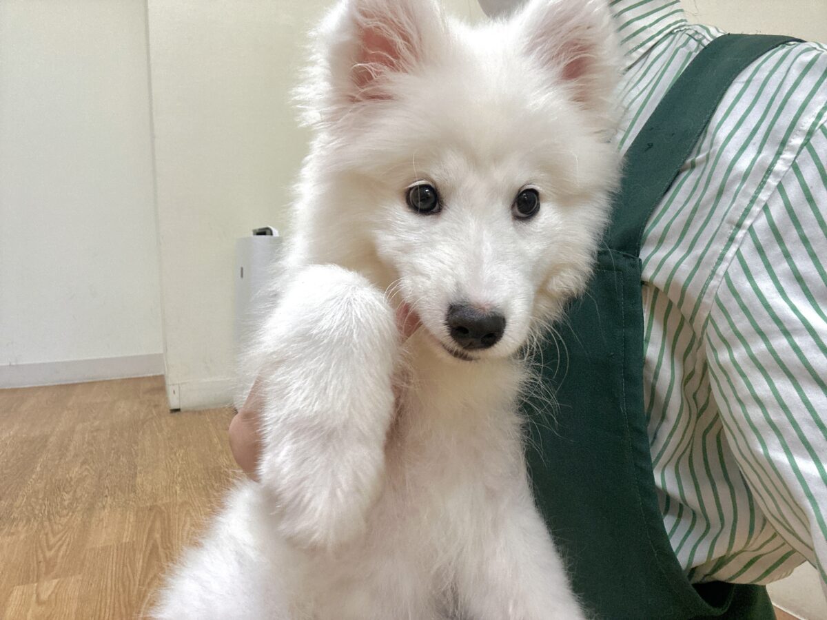 サモエド