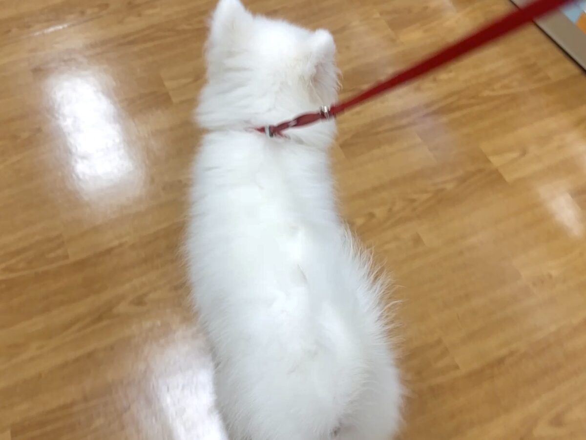 サモエド