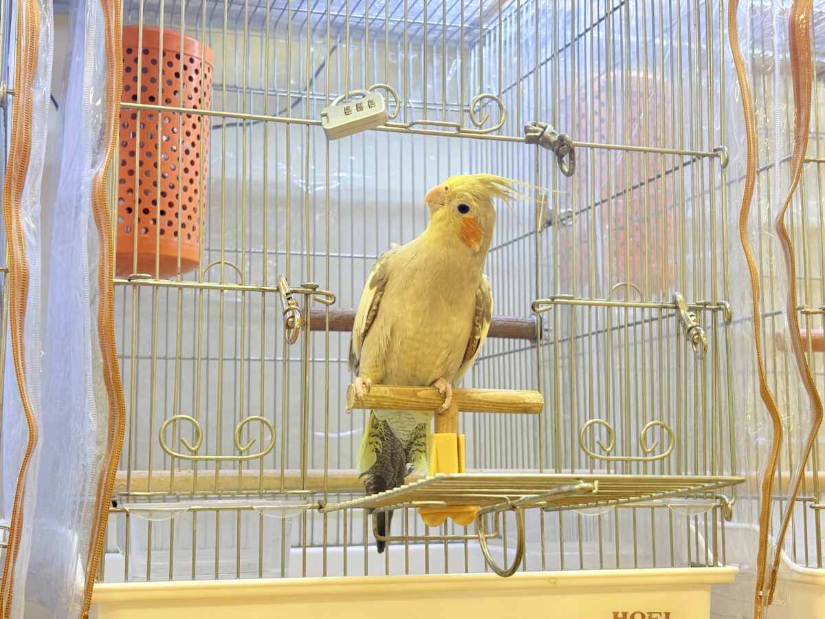オカメインコ