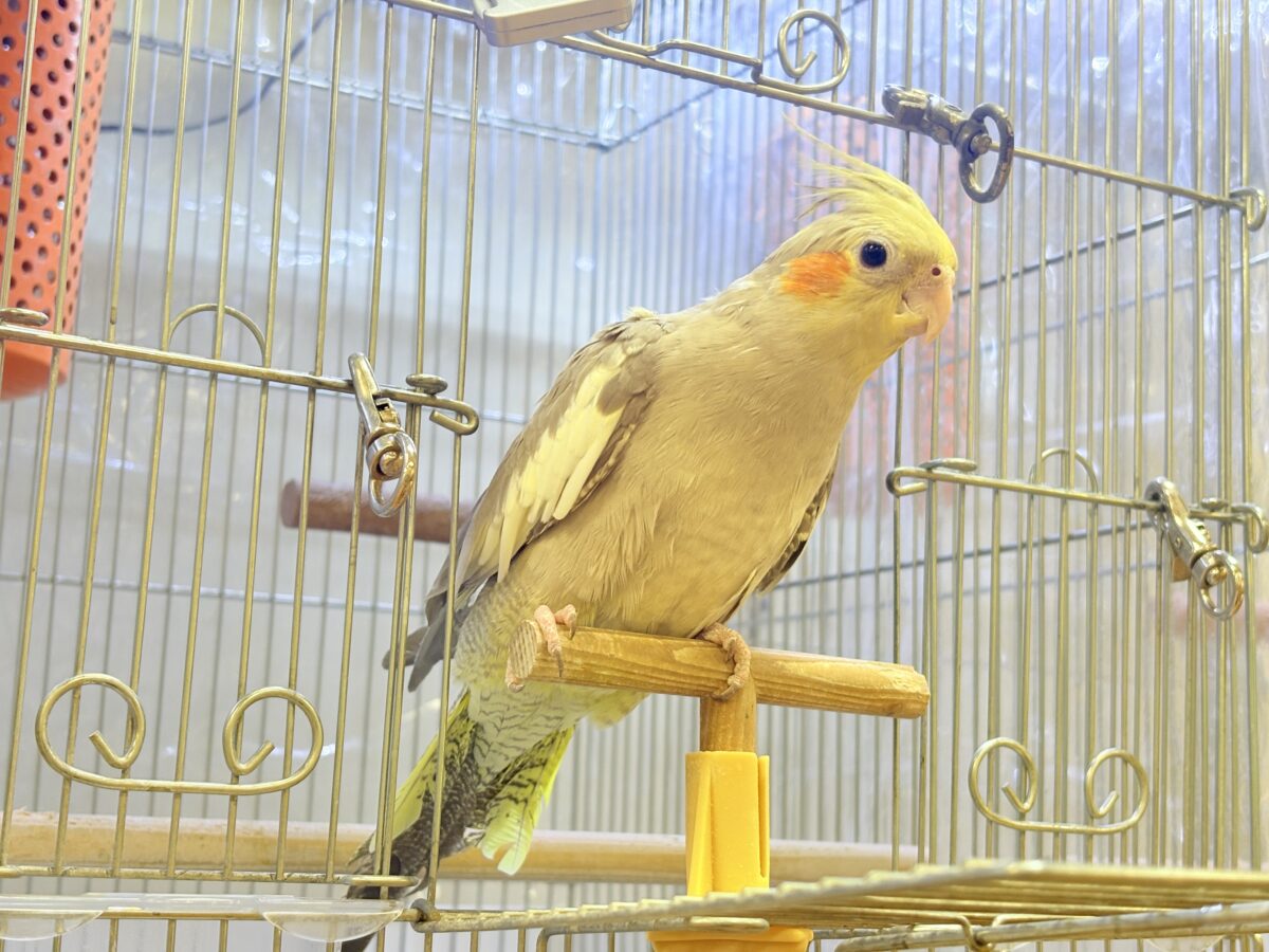オカメインコ