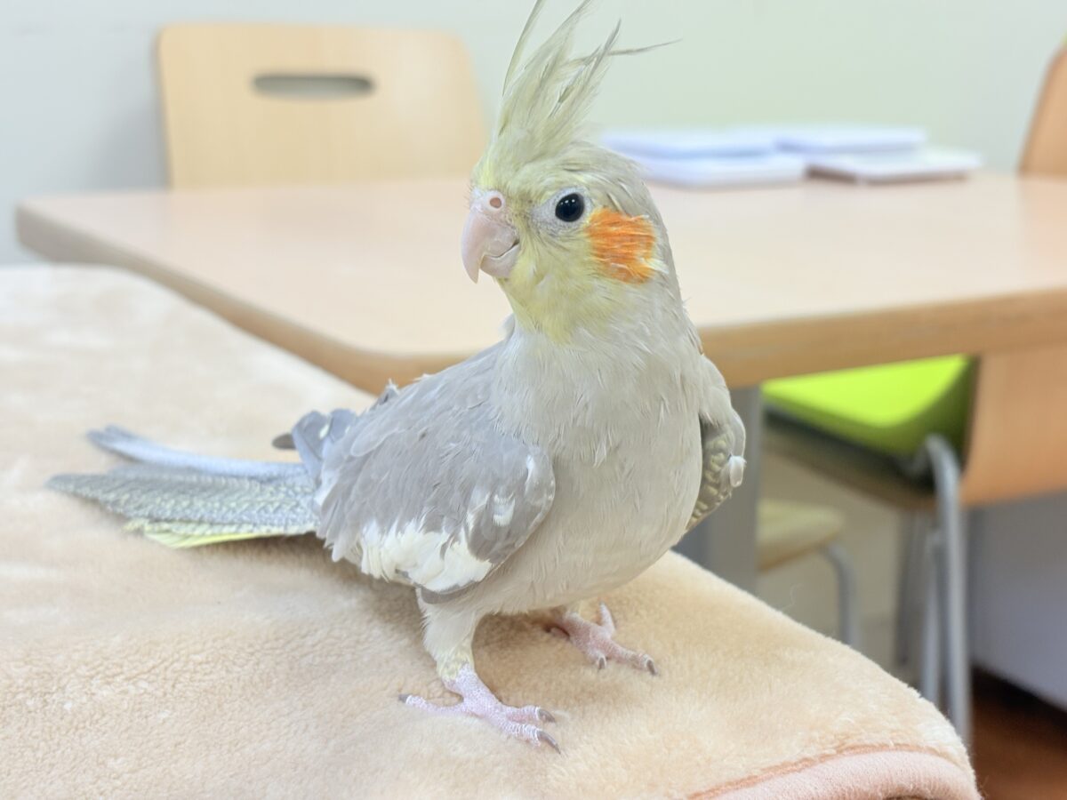 オカメインコ