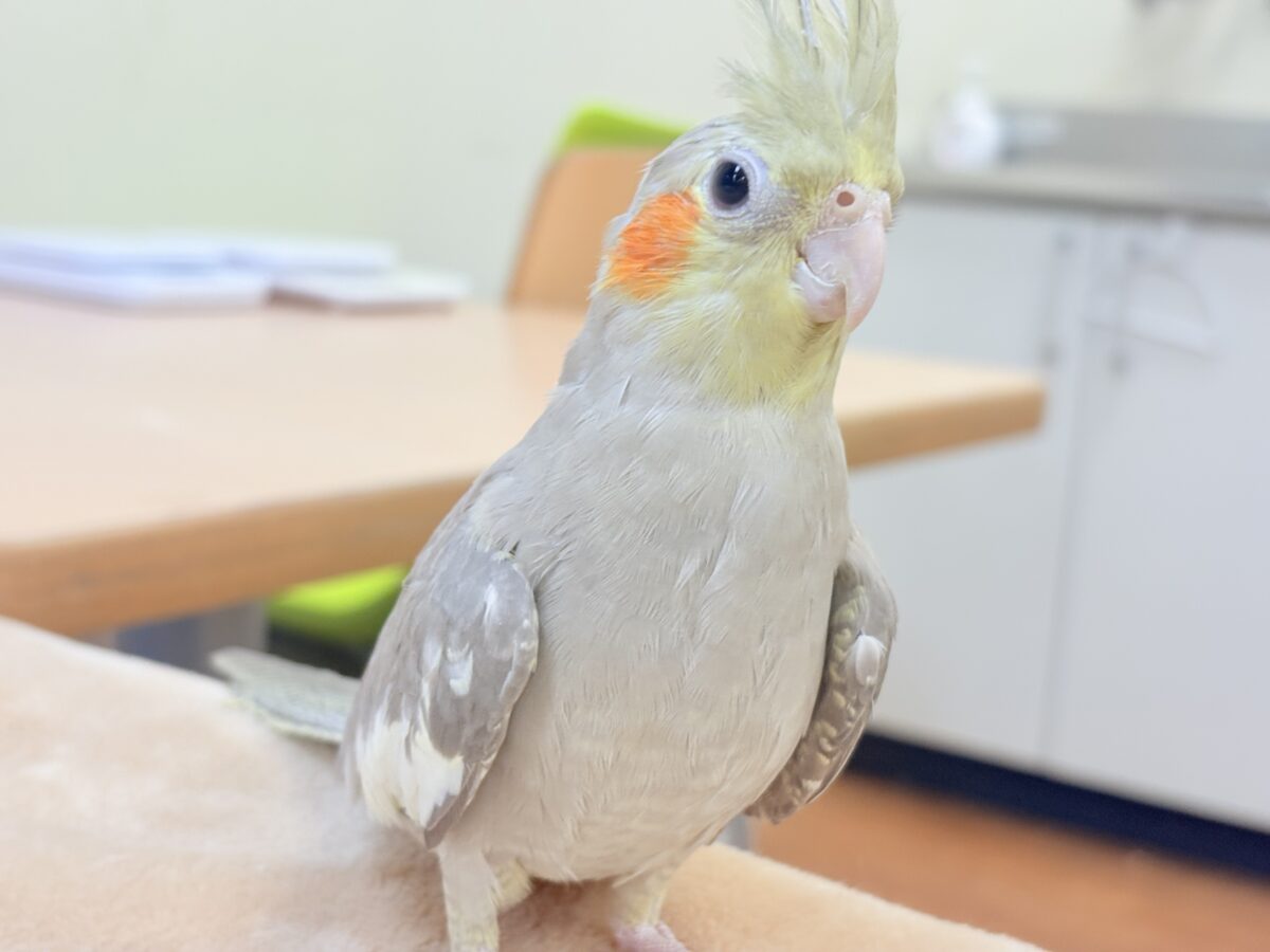 オカメインコ