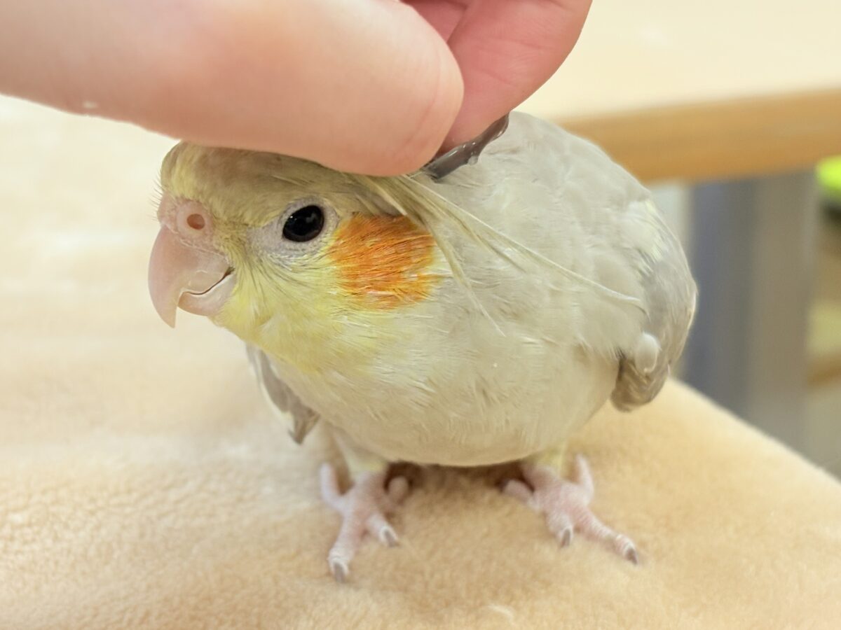 【最新画像】触れ合った先の”沼”深めです🐥❤️‍🔥オカメインコ(シナモン)