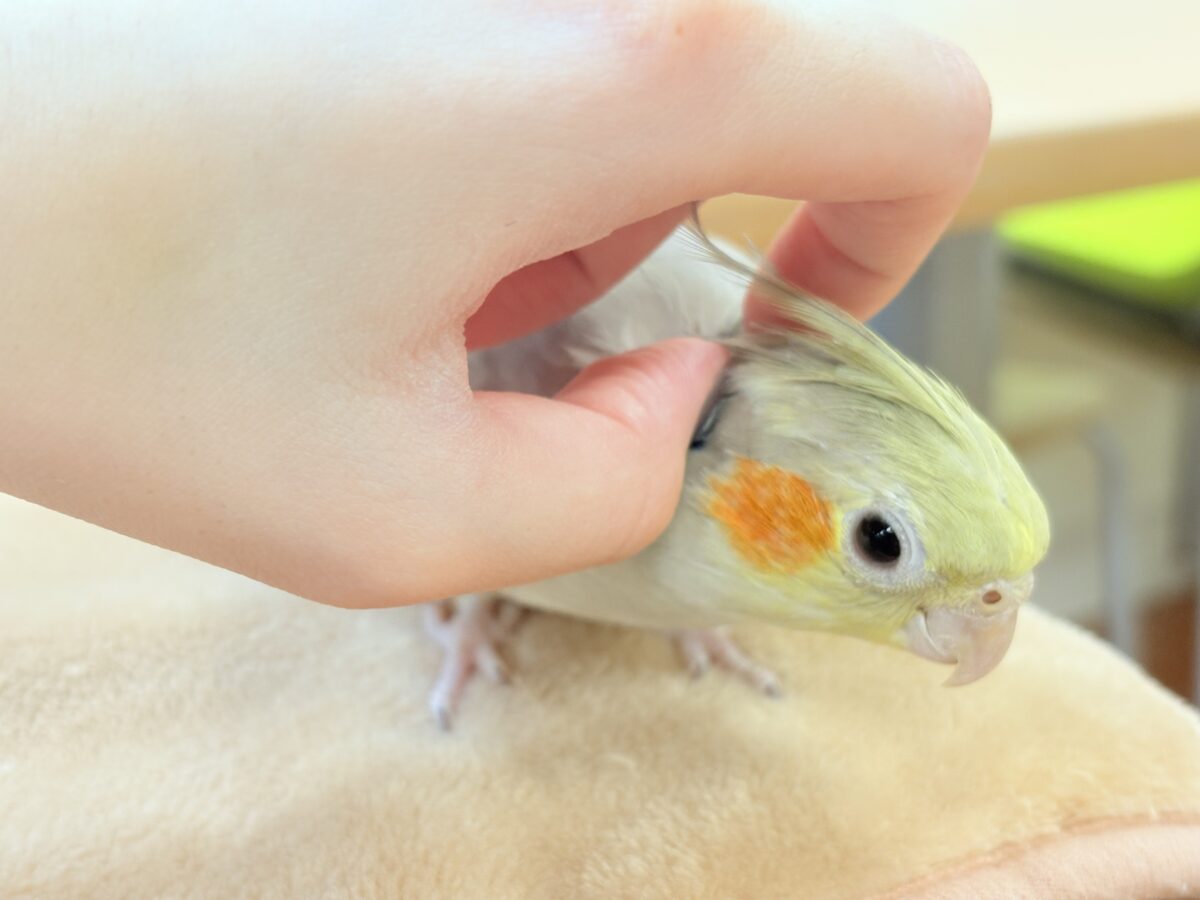 オカメインコ