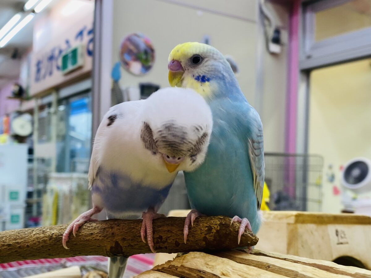 セキセイインコ
