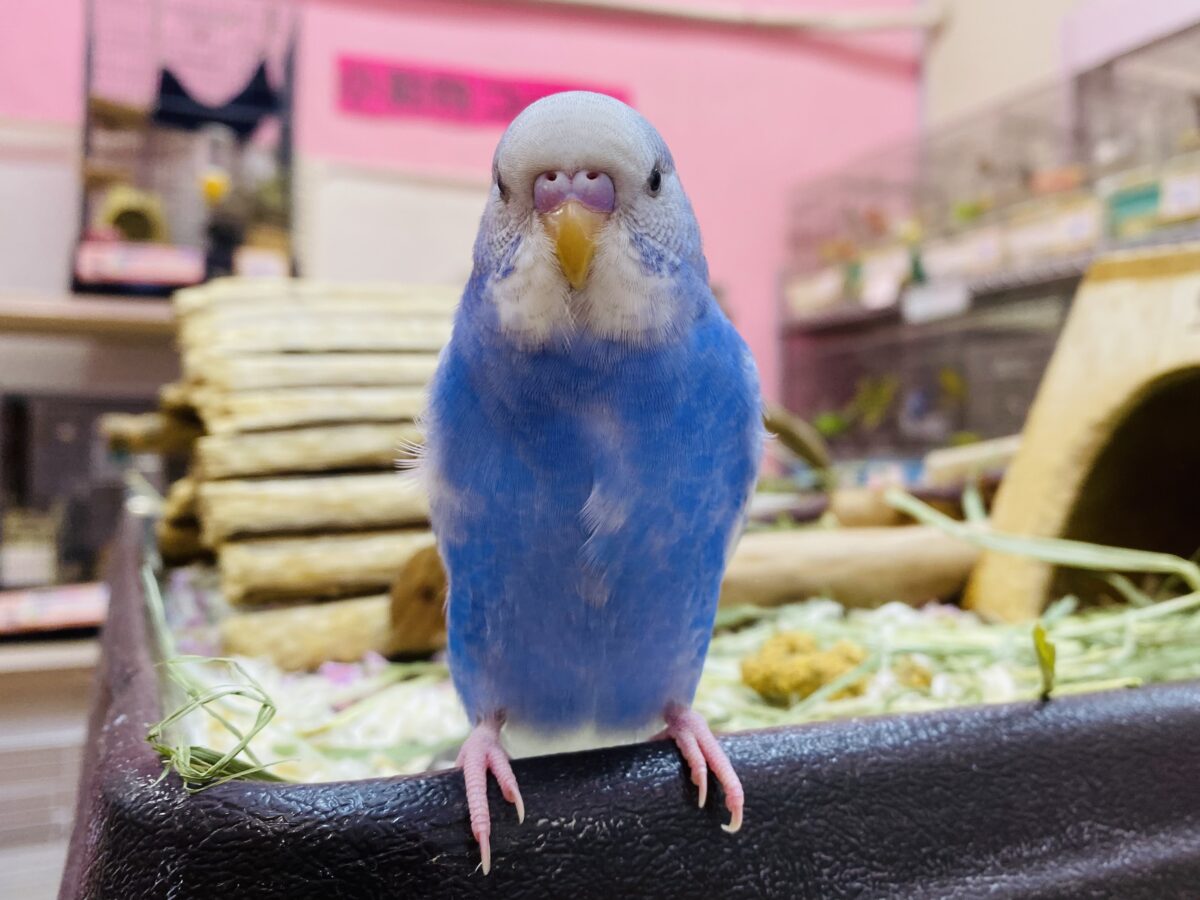 セキセイインコ