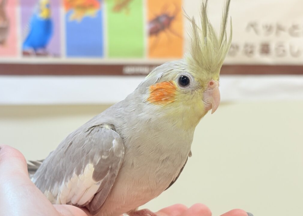 オカメインコ