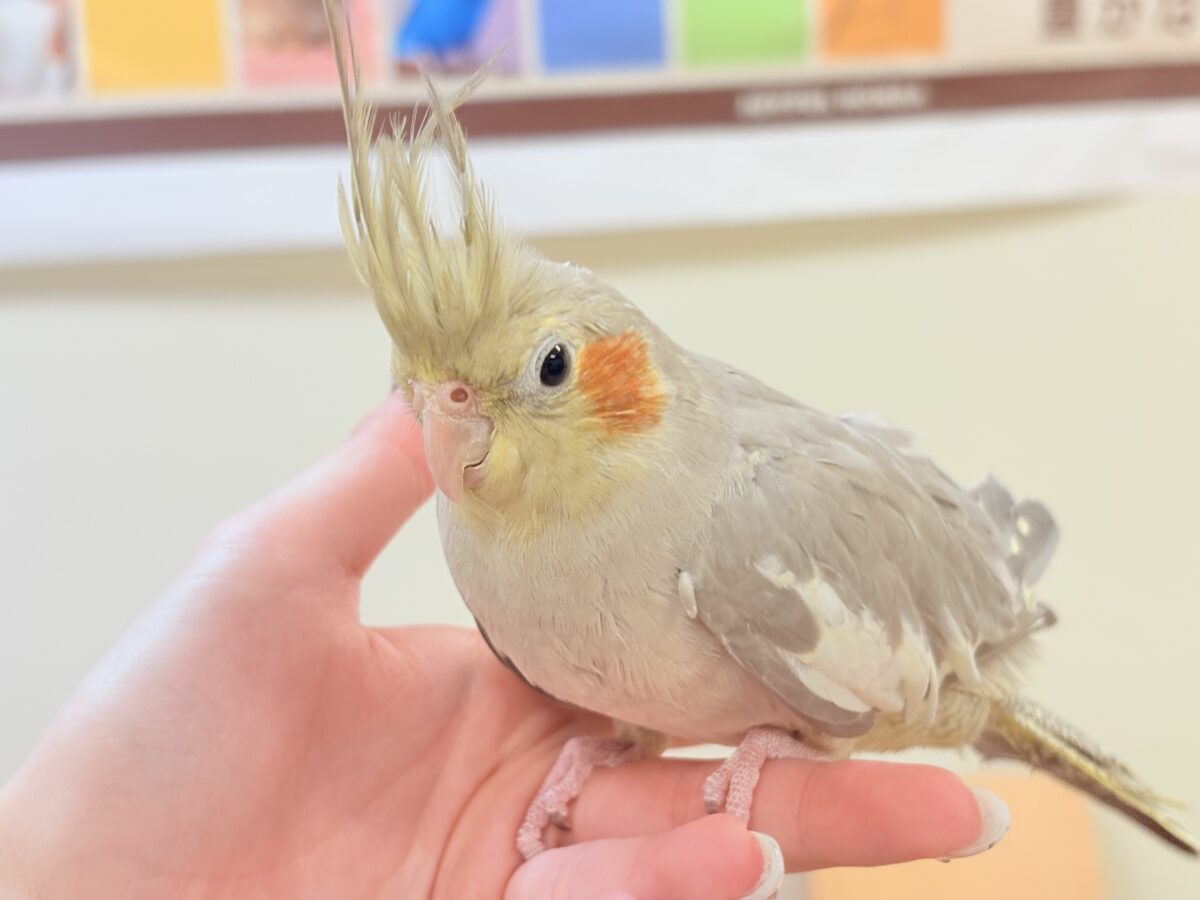 オカメインコ