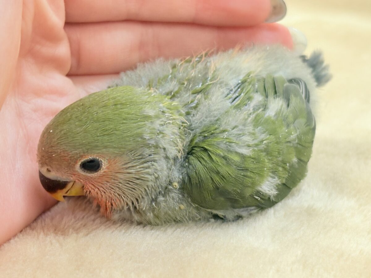 コザクラインコ（小桜インコ）