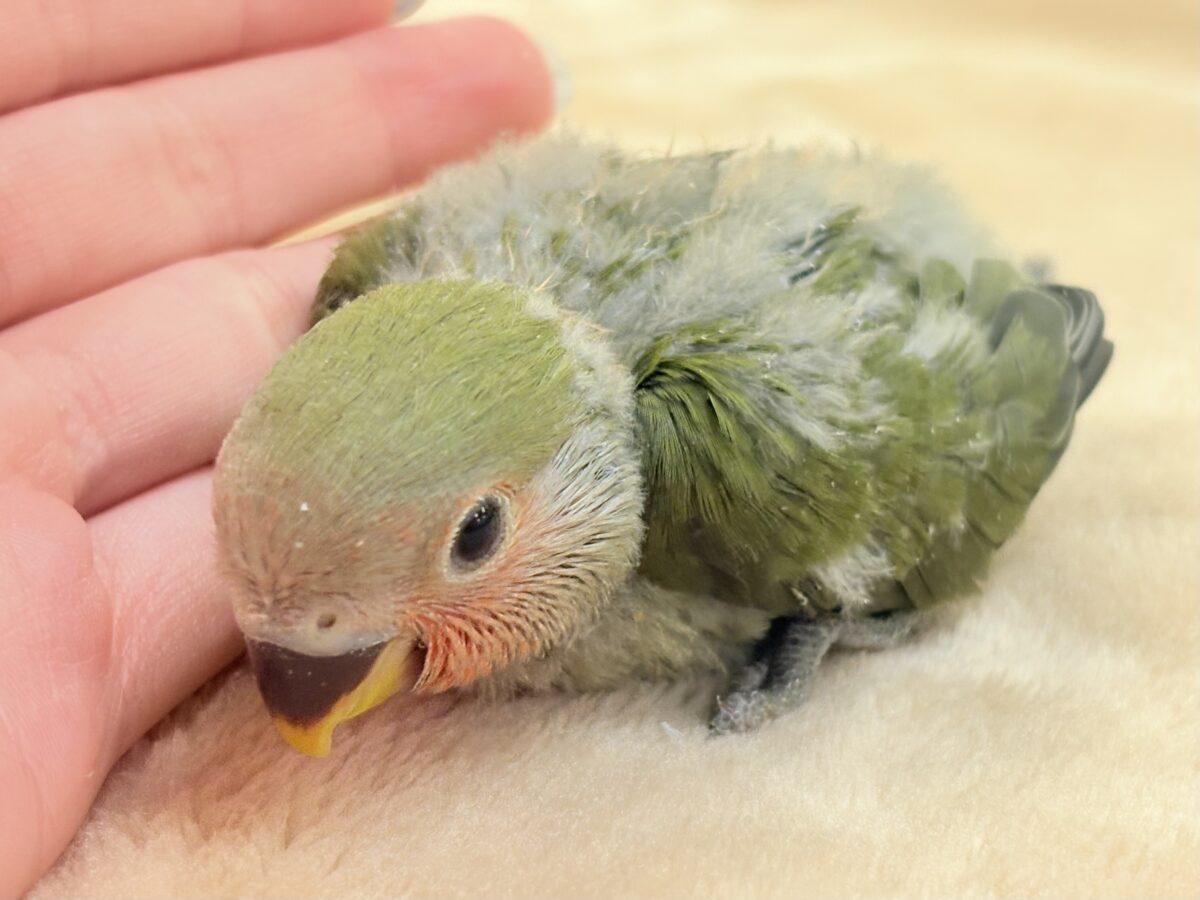 コザクラインコ（小桜インコ）