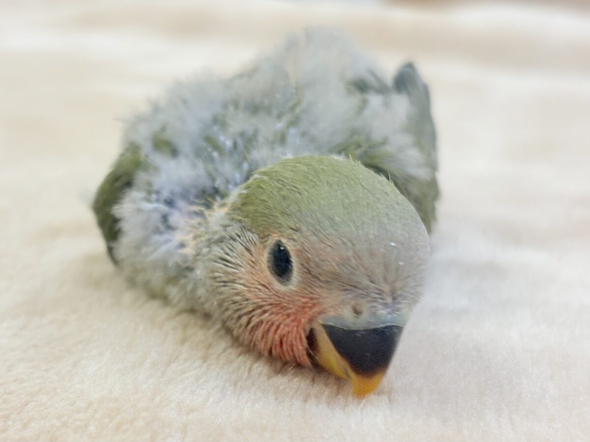 コザクラインコ（小桜インコ）