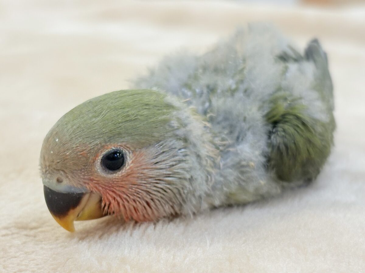 コザクラインコ（小桜インコ）