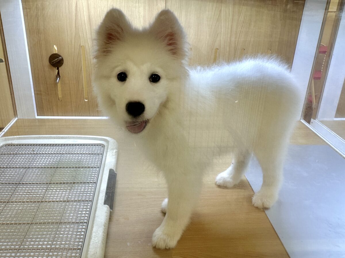 サモエド