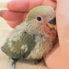 深み感じる濃いカラ〜🍵🫒コザクラインコ(オリーブ)ヒナ