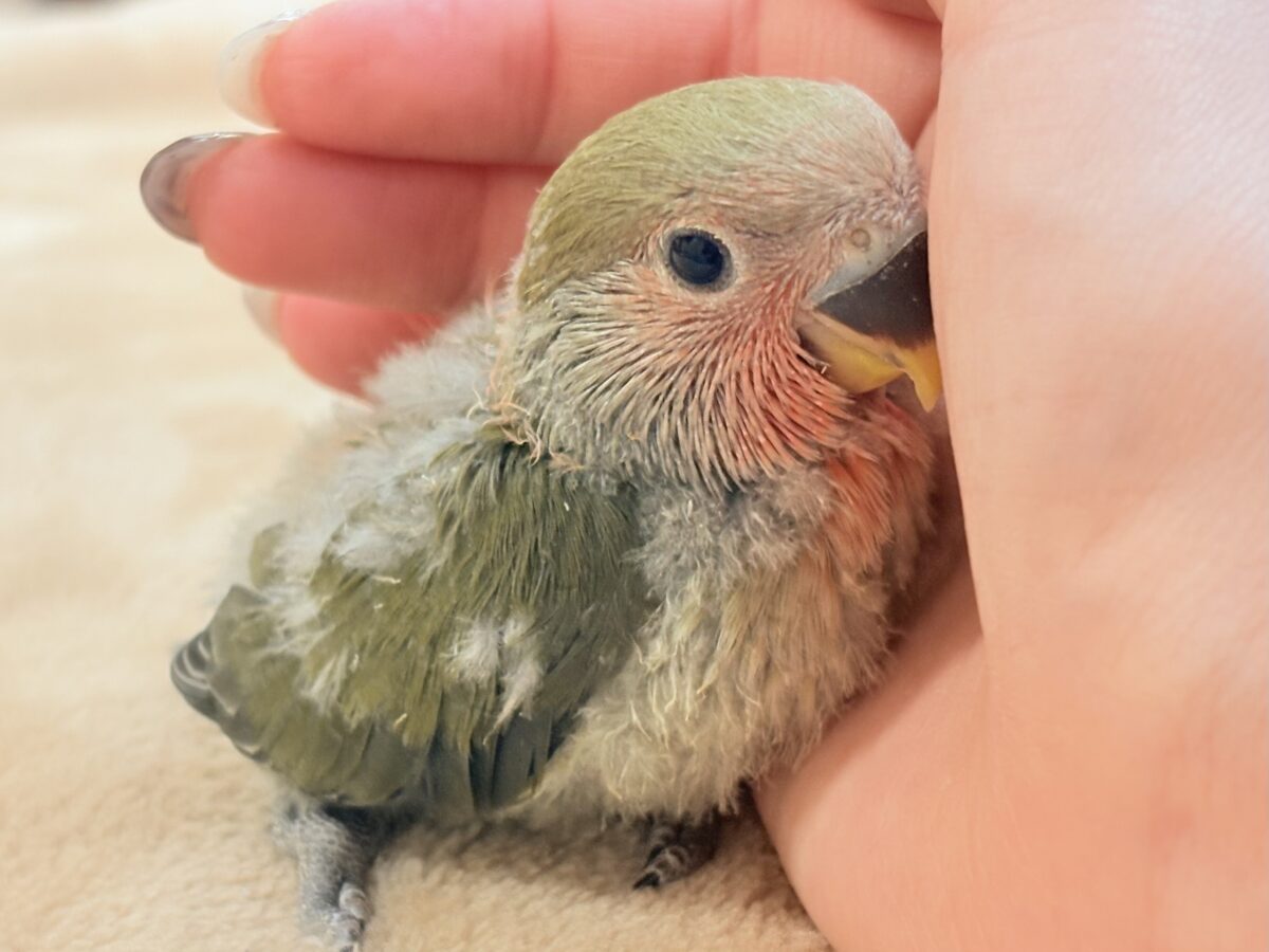 深み感じる濃いカラ〜🍵🫒コザクラインコ(オリーブ)ヒナ