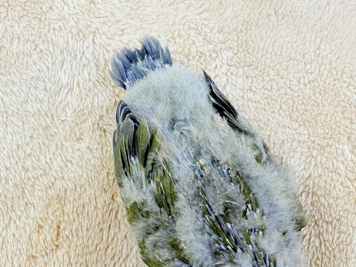 コザクラインコ（小桜インコ）