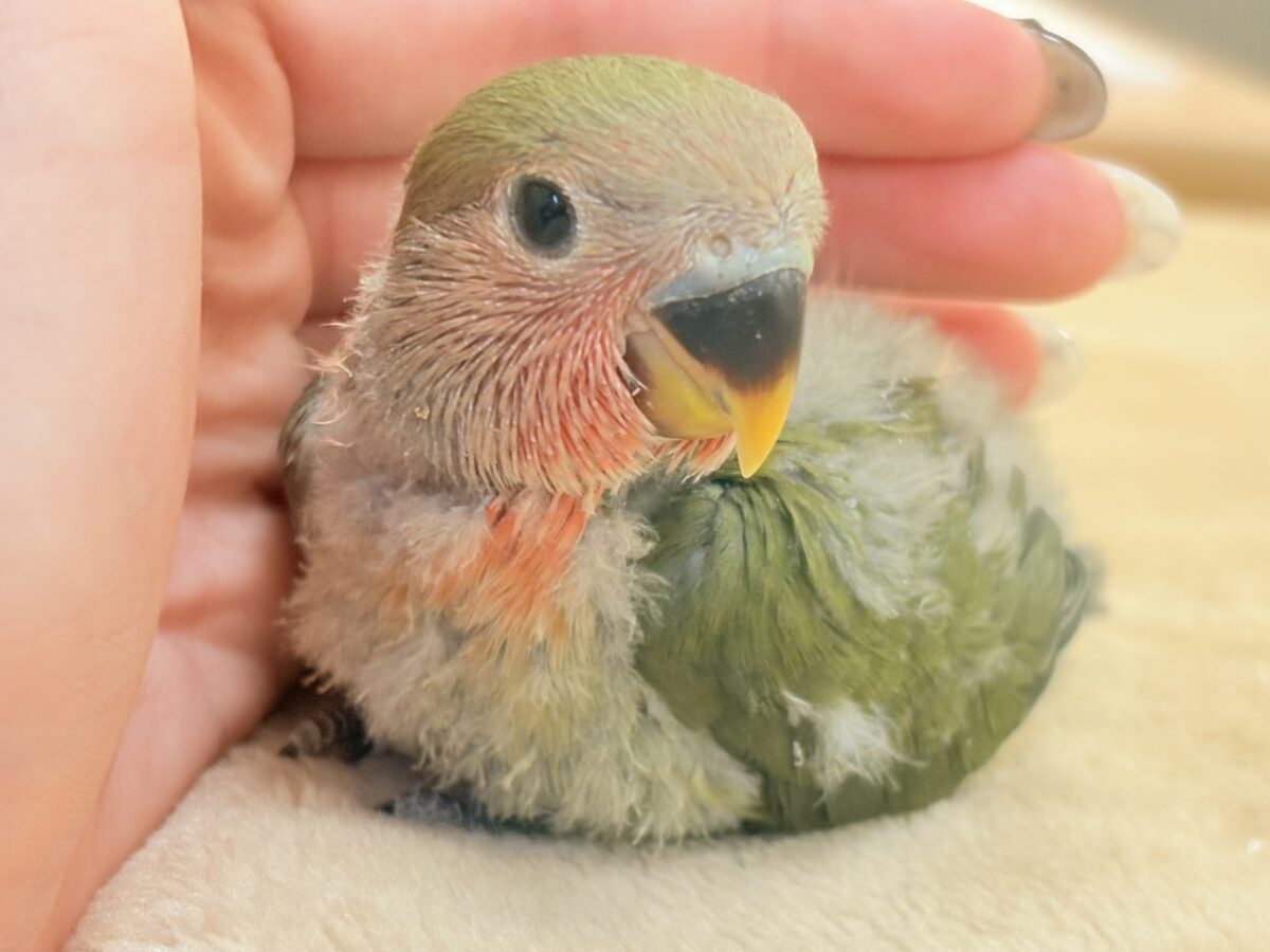 コザクラインコ（小桜インコ）