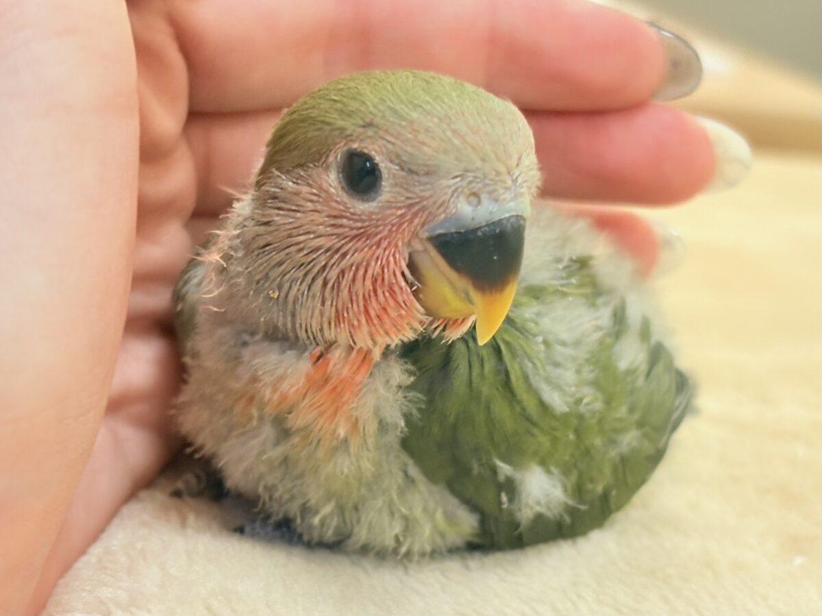 コザクラインコ（小桜インコ）