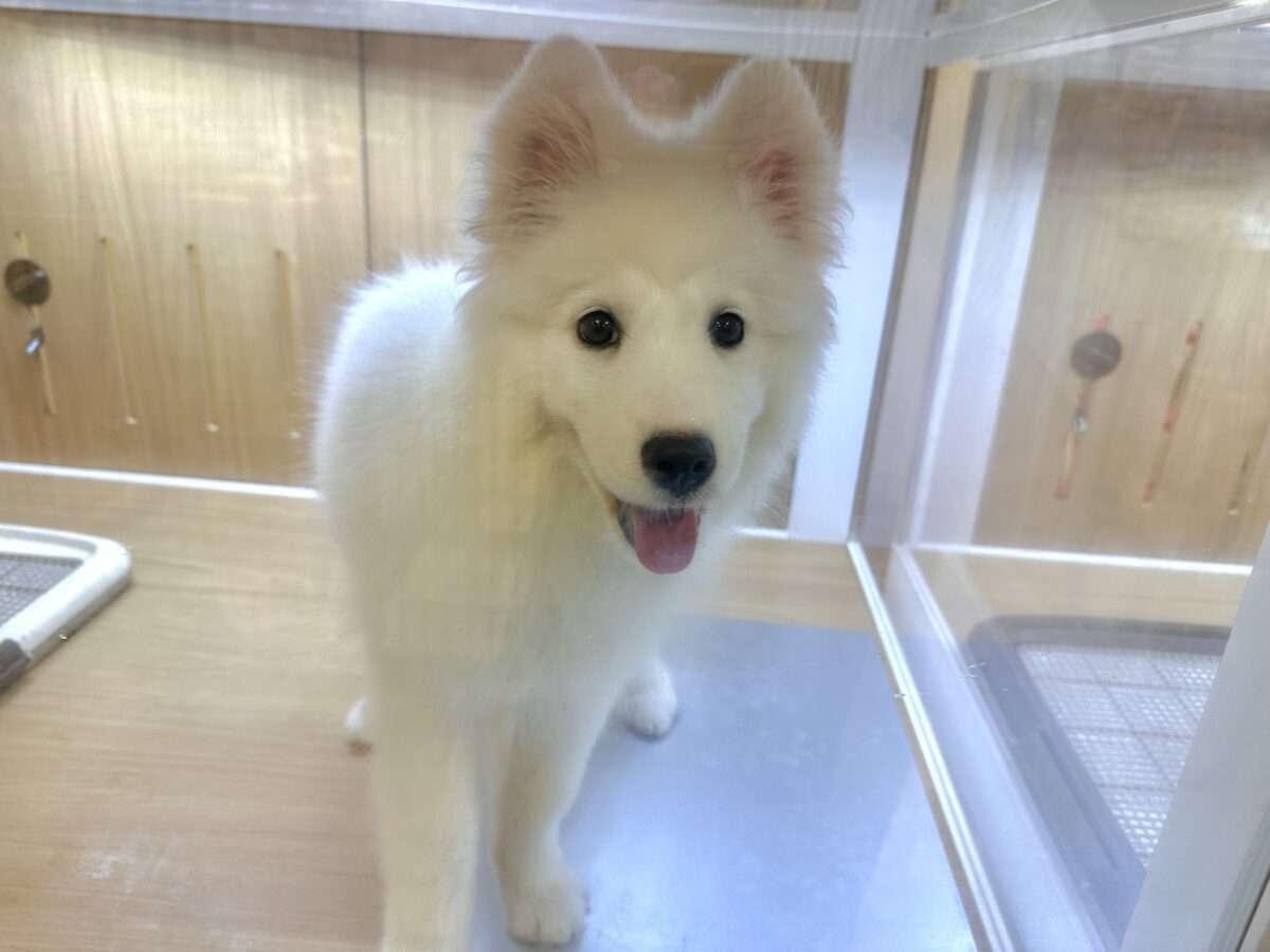 サモエド