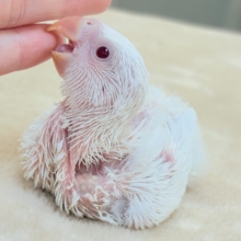 空から舞い降りてきた天使👼コザクラインコ(ペールファロー)ヒナ