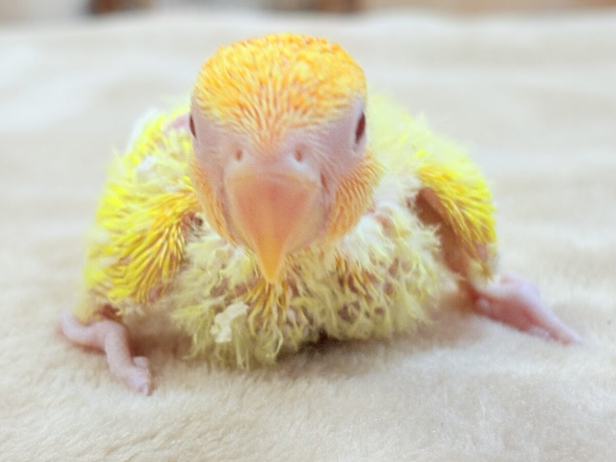 コザクラインコ（小桜インコ）
