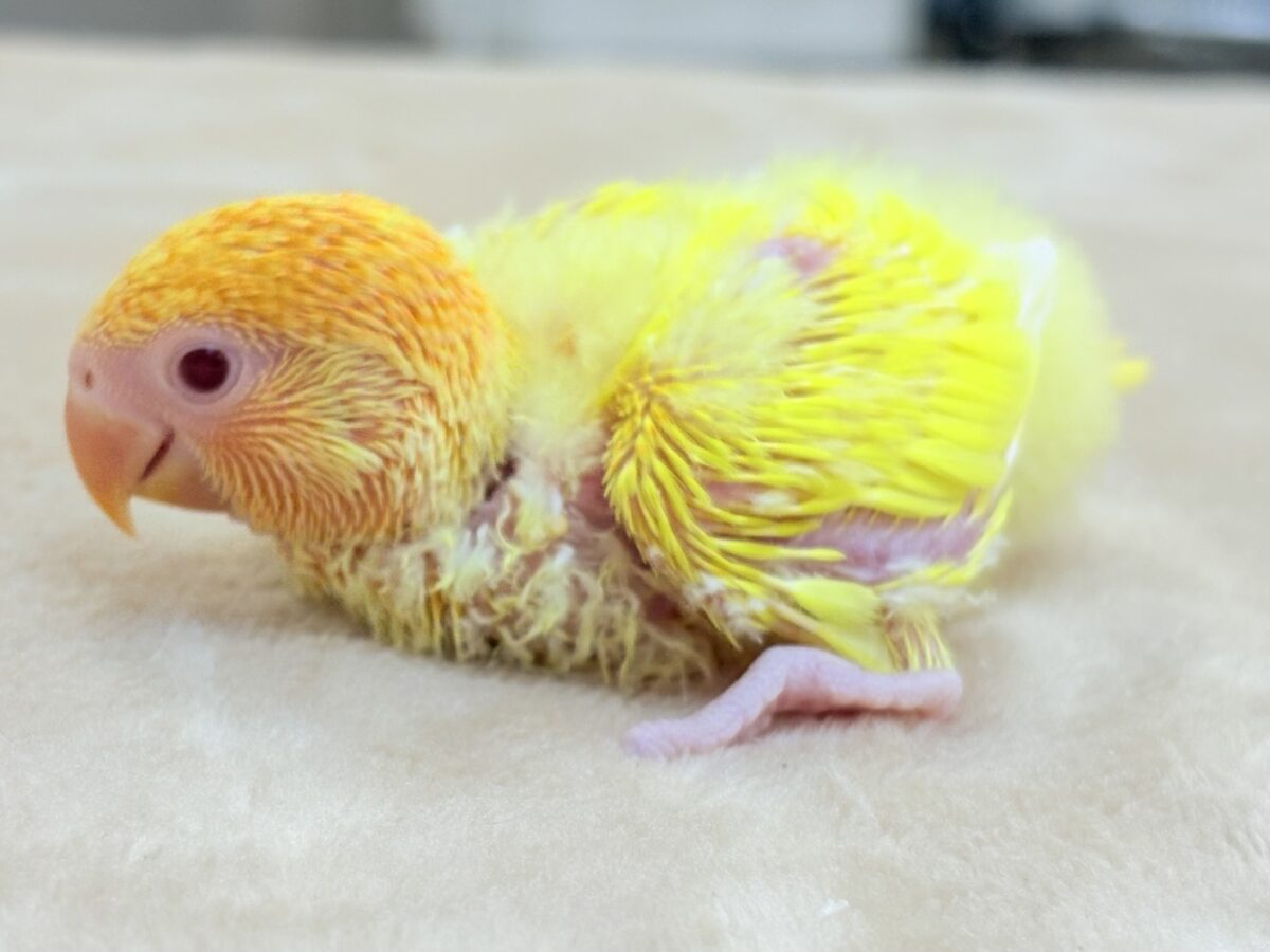コザクラインコ（小桜インコ）