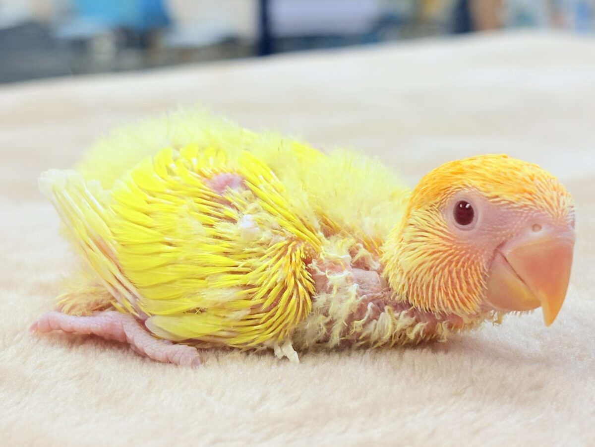 コザクラインコ（小桜インコ）