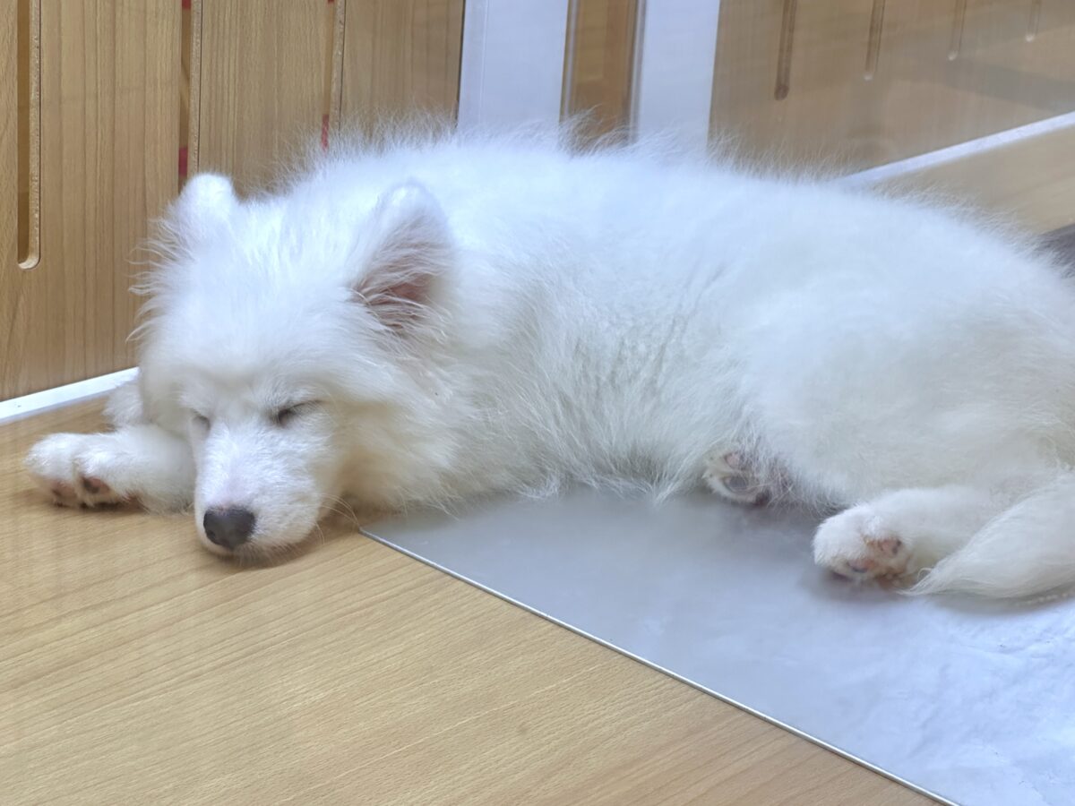 サモエド