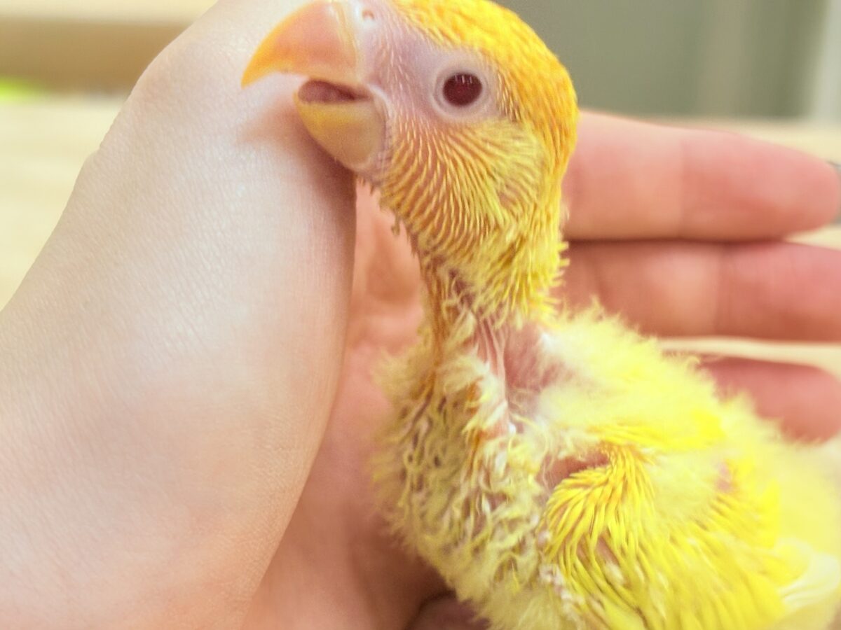 コザクラインコ（小桜インコ）