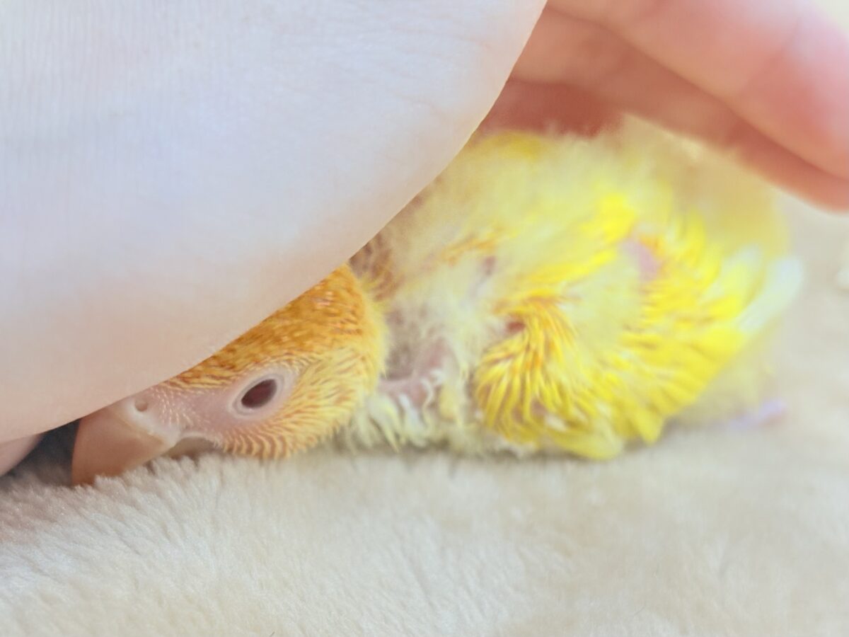 コザクラインコ（小桜インコ）