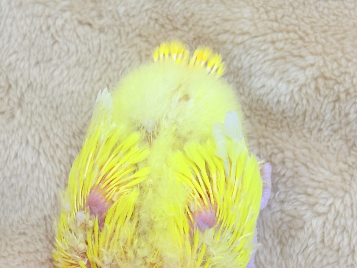 コザクラインコ（小桜インコ）