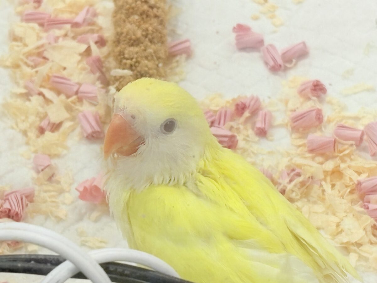 コザクラインコ（小桜インコ）