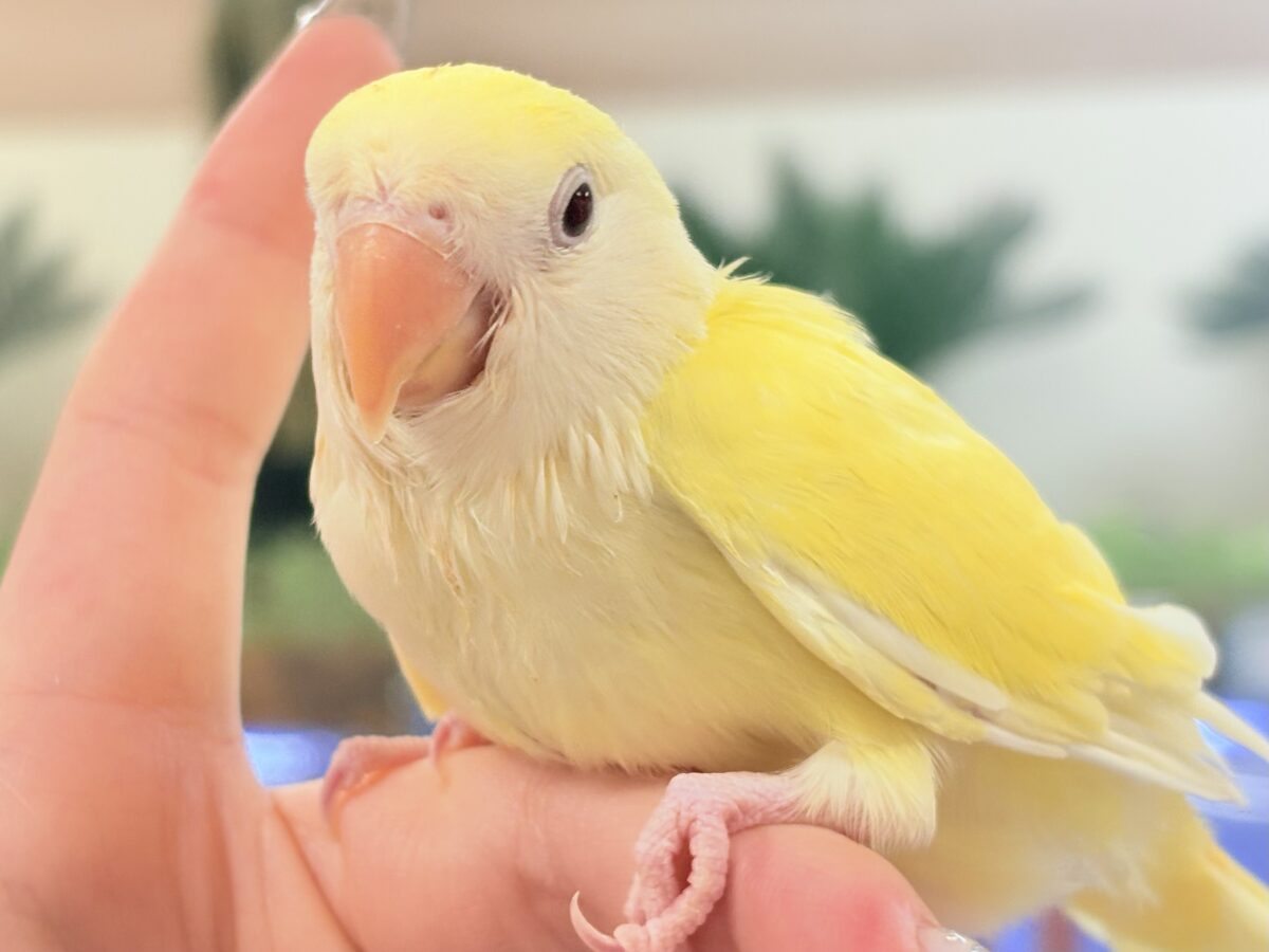 コザクラインコ（小桜インコ）