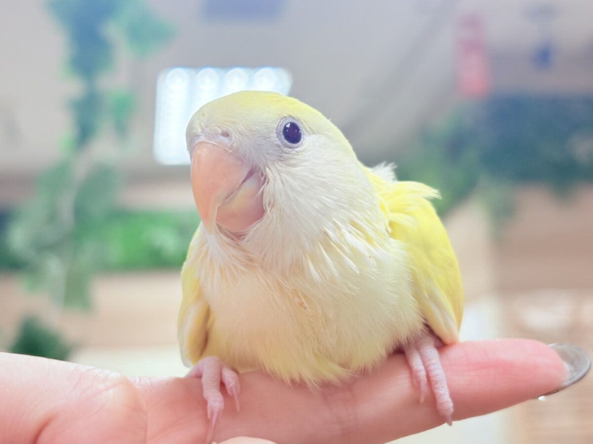 コザクラインコ（小桜インコ）