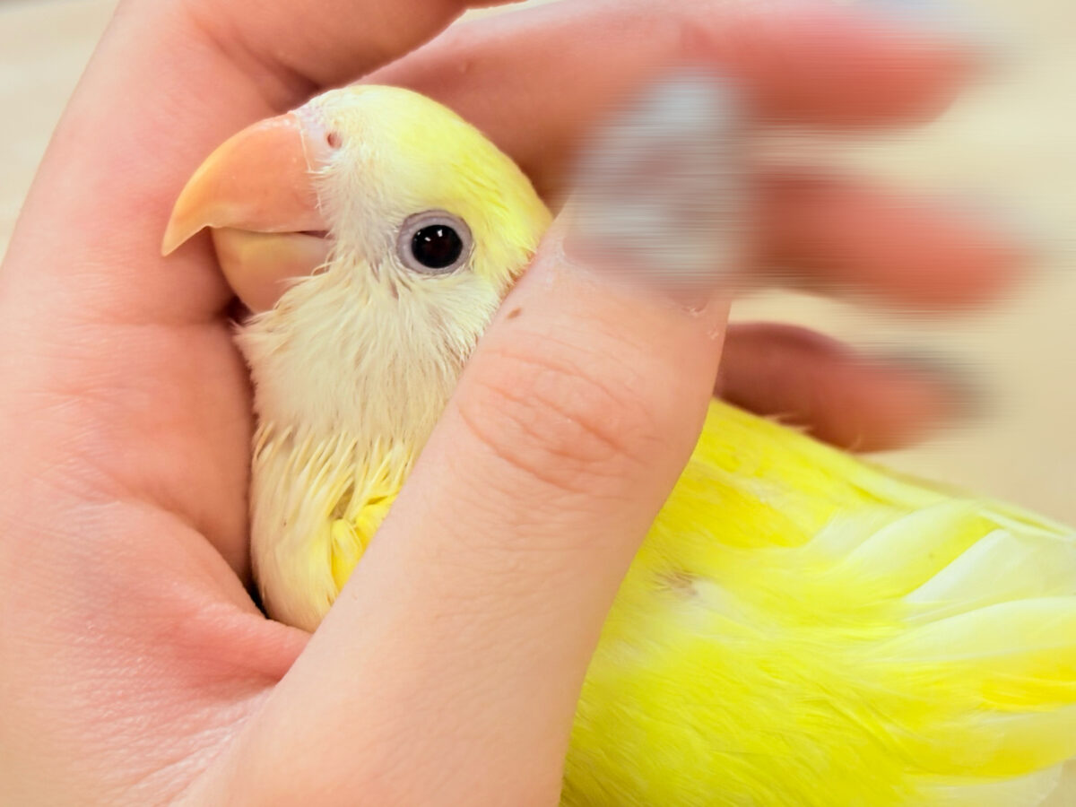 コザクラインコ（小桜インコ）