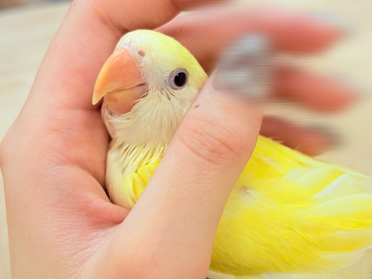 コザクラインコ（小桜インコ）