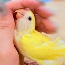 ふんわりたまごちゃん🍳✨コザクラインコ（クリームルチノー）ヒナ