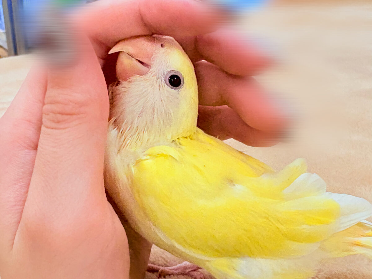 【最新画像】ふんわりたまごちゃん🍳✨コザクラインコ（クリームルチノー）ヒナ