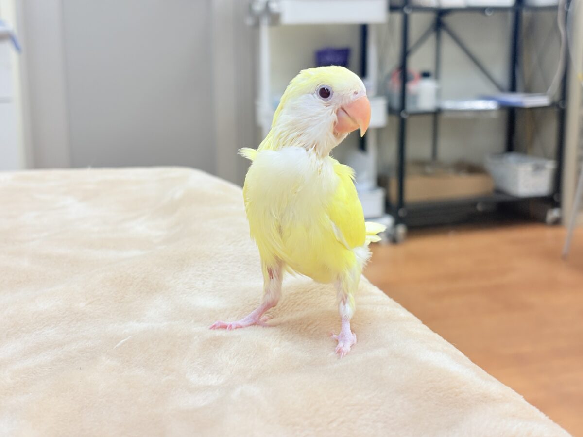 コザクラインコ（小桜インコ）