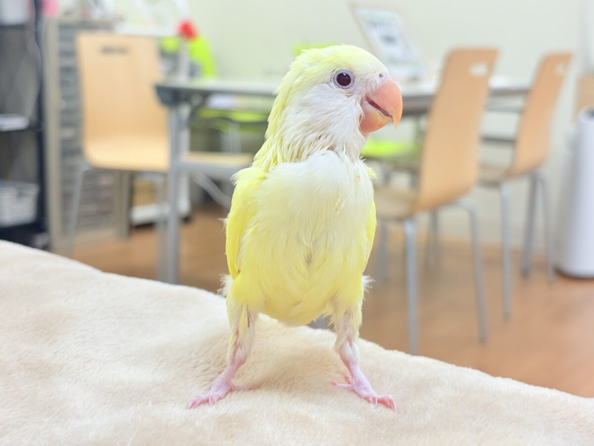 コザクラインコ（小桜インコ）
