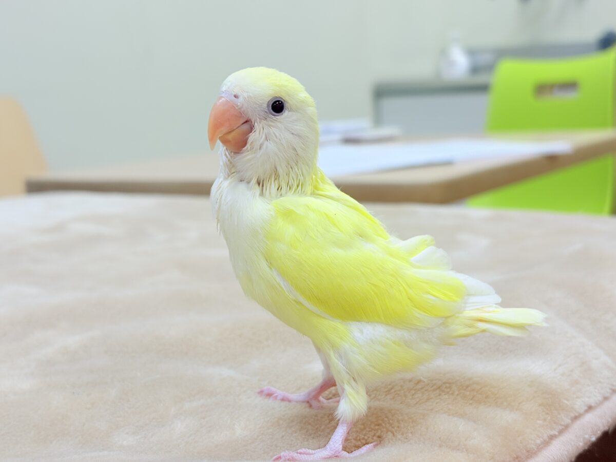コザクラインコ（小桜インコ）