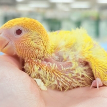 オレンジ頭🍊黄色い体💛🌼コザクラインコ(ルチノーオパーリン)ヒナ