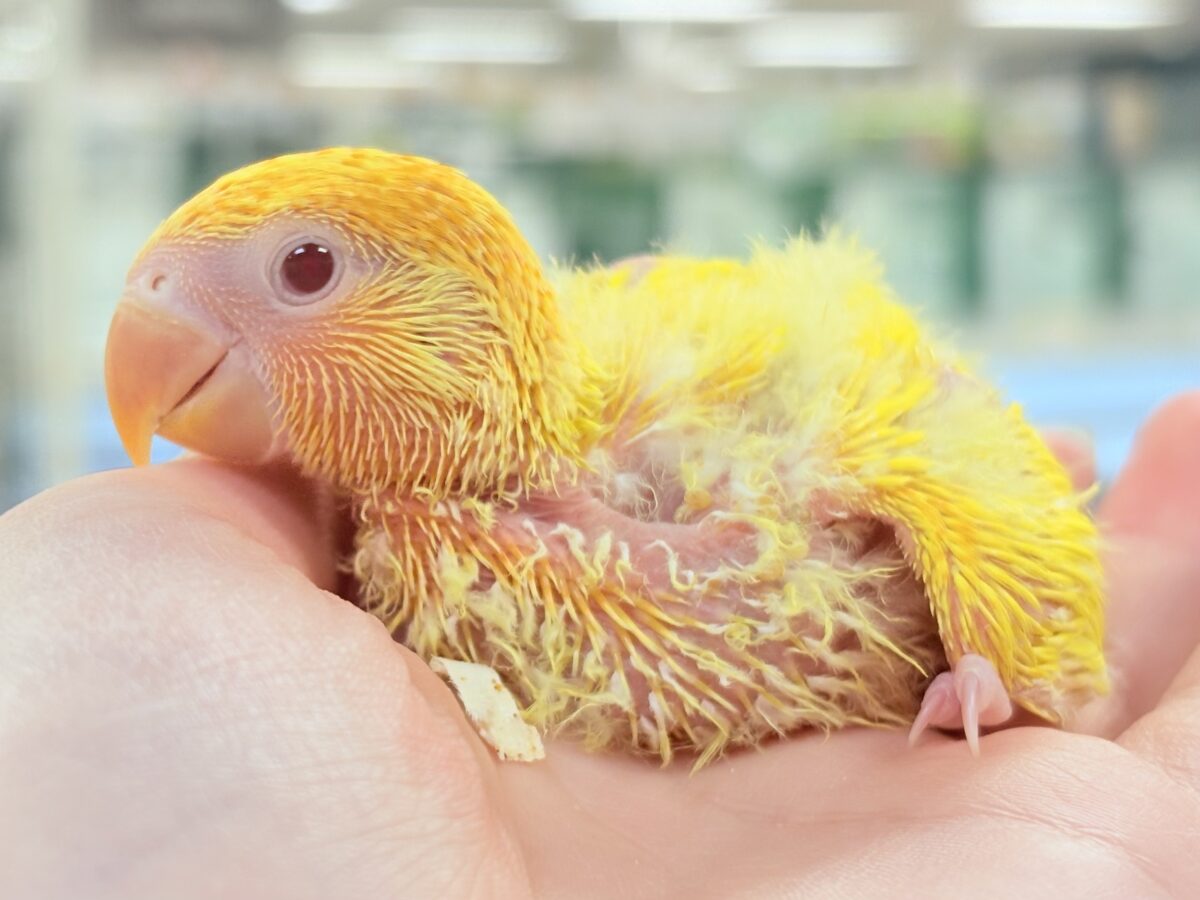 オレンジ頭🍊黄色い体💛🌼コザクラインコ(ルチノーオパーリン)ヒナ