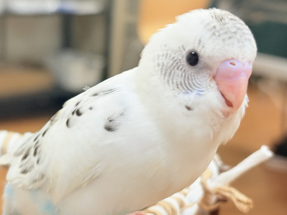 【最新画像】ニコニコならまかせて💪✨セキセイインコ（白ハルクイン）ヒナ